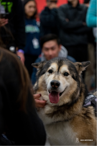 Therapy Dogs 🐶 at Hack Western 6